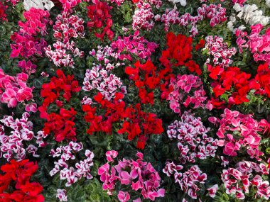 Güzel Cyclamen persicum çiçekleri yakın plan. Cyclamen çiçeklerinin doğal çiçek arkaplanı. Parlak natura duvar kağıdı. Yakın plan kırmızı, pembe, mor ve beyaz çiçekler. Cyclamen 'in çiçek mevsimi.