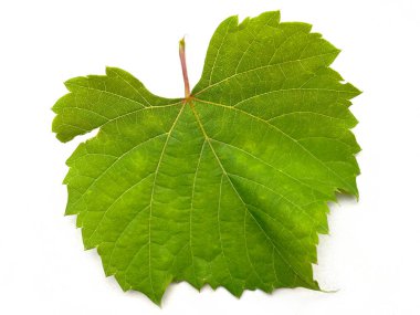 Taze yeşil üzüm yaprağı, beyaz arkaplanda izole edilmiş..