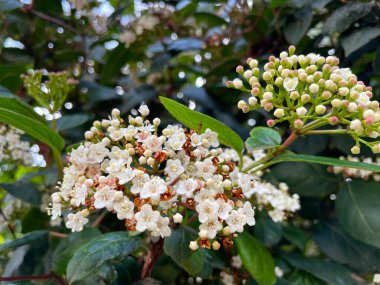 Lauristin, or Viburnum Tinus, or laurustinus, white flowers on a green background, growing in a Greek park. clipart
