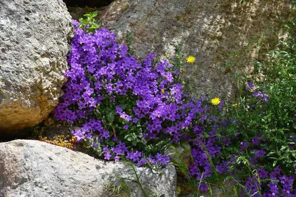 Yabani çan çiçekleri, parlak menekşe Campanula topiana, Atina etrafındaki Yunan dağlarındaki sert taşlar ve yeşillikler arasında mor-mavi ve sarı çiçeklerin karışımı. Bahar-yaz doğa flora konsepti.