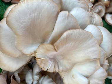 Pek çok istiridye mantarının geçmişi. Beyaz istiridye mantarları. Markette taze mantarlar. Arkaplanı sakla. Sağlıklı yiyecekler. Sebze ürünlerinin resimleri.