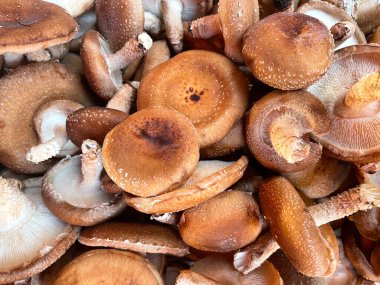 Bir sürü mantarın arka planı. Kahverengi bok çuvalı tam kare. Markette taze kestane mantarı. Arkaplanı sakla. Sağlıklı yiyecekler. Sebze ürünlerinin resimleri.