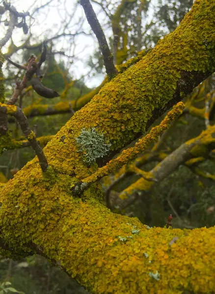 An old tree trunk overgrown with moss and lichen. A group of colorful green moss on a tree in the Greek forest. Beautiful nature
