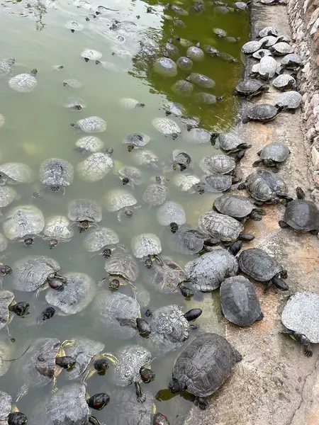 There are many turtles swimming in the river. Turtle pond with many turtles in a park in Athens, Greece. Top view of turtles swimming in the swamp