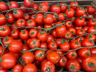 Marketteki kırmızı parlak, küçük vişneli domatesler sağlıklı beslenmeyi temsil ediyor. Organik ve taze vişneli domatesler toplandı ve satılığa çıkarıldı..