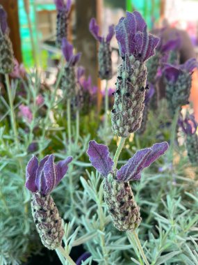 Lavandula stoechas referred to as French lavender. It's an aromatic dwarf shrub with narrow,greyish leaves, and bears dense, oval heads of small purple flowers topped with with a tuft of purple bracts clipart