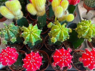 Tenceredeki kaktüs çok güzel. Kapalı Renkli Kırmızı Kaktüs.