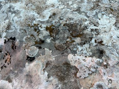 Yosun kaplı taş dokusu, gri taş dokusu. Eski bir kayanın yüzeyi. Bir taşta gri yosun. Doğal liken dokusu. Gri kuru bitki örtüsünün soyut resmi. 