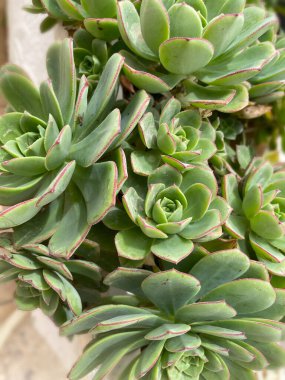 Echeveria elegans, Yunanistan 'da Crassulaceae familyasından bir bitki türü..