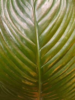 Bahçedeki yeşil yaprağın dokusu ve deseni yakın plan. Süs bitkisinin güzel yaprakları. Yunanistan 'ın bitkileri ve çiçekleri