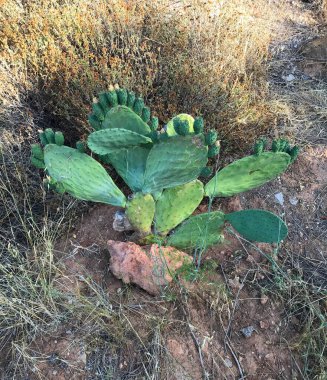 Güneşli bir günde açık havada actus opuntia leucotricha. Dikenli Kaktüs Opuntia Lekotrika Bitkisi. Hint inciri, barbar incir, kaktüs armudu, omurgasız kaktüs, dikenli armut..