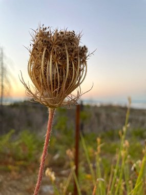 Daucus carota, wild carrot, bird's nest, bishop's lace, Queen Anne's lace is a dry plant of the Apiaceae family. clipart