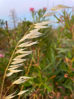 Wild oats, or empty oats, are a noxious weed for rural dwellers. (Avena fatua). Poaceae. Bifidus. A weed growing in clusters along roadsides. Dried white flowers on a green background clipart