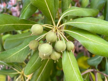 Meyveli sahte portakal dalı- Latince adı Pittosporum tobira. Yunan bahçesindeki Japon pittosporum bitkisi. Yunanistan 'ın bitkileri ve çiçekleri.