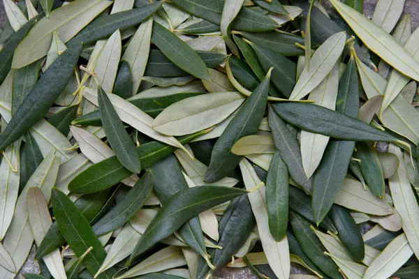 Yunanistan 'daki bir zeytin ağacından toplanmış yeşil zeytin yaprakları. Üst Manzara. Yakın plan, doğadan bir hediye. Yeşilin ve grinin birçok tonu.