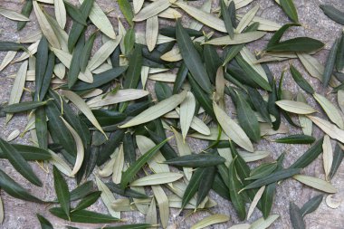 Yunanistan 'daki bir zeytin ağacından toplanmış yeşil zeytin yaprakları. Üst Manzara. Yakın plan, doğadan bir hediye. Yeşilin ve grinin birçok tonu.