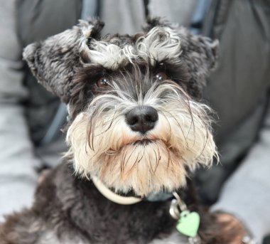 Gümüş renkli şirin siyah minyatür schnauzer köpek. Köpek portresi. Evcil hayvanların hayatı.