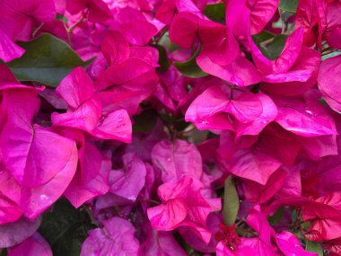 Arka plan olarak parlak bougainvillea çiçekleri veya renkli bir doku. Bougainvillea Glabra 'nın canlı mor-pembe narin çiçekleri ya da Kağıt Çiçek, süslü tırmanma bitkisi. Buganvilla. Atina, Yunanistan.