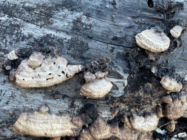 Orman mantarları, vahşi doğada. Ağaç gövdesinde büyüyen bir mantar yığını. Çalı çırpı kazıyıcısı, Trametes Ochracea, devrilmiş bir ağaçta büyüyor.