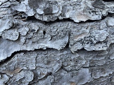 close-up of the complex rough texture of tree bark in many shades of grey and brown. Knot on an old tree trunk. Full frame photograph of the surface with detailed deep cracks. Natural wood texture. clipart