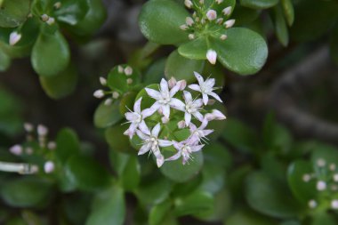 Crassula ovata sulu bitkisinin beyaz çiçeklerinin yakın plan fotoğrafı. Yeşim bitkisi Yunan bahçesinde çiçek açtı. Yeşim bitkisi, Dostluk ağacı, Şanslı bitki, Crassula ovata, kalın alkış yapraklı sulu bitki.