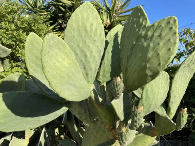 Güneşli bir günde açık havada actus opuntia leucotricha. Dikenli Kaktüs Opuntia Lekotrika Bitkisi. Hint inciri, barbar incir, kaktüs armudu, omurgasız kaktüs, dikenli armut..