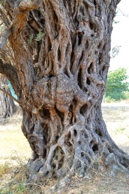 Asırlık zeytin ağacı yeşil çimlerde, mavi gökyüzü ve arka plan olarak çit. Buruşuk, çarpık, yaşlı gövde ve Olea Avrupa 'nın gümüşi yeşil yapraklarından yarı kurumuş taç. Atina, Yunanistan.