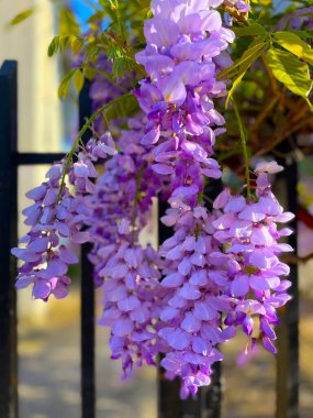 Bahar yapraklarının arka planına yakın çekim yapan salkım çiçekleri. Çin salkımı, sabah güneşinde mor-pembe çiçekler. Bahçede Wisteria Sinensis 'in leylak çiçekleri. İstilacı bir sarmaşık..