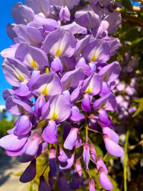 Bahar yapraklarının arka planına yakın çekim yapan salkım çiçekleri. Çin salkımı, sabah güneşinde mor-pembe çiçekler. Bahçede Wisteria Sinensis 'in leylak çiçekleri. İstilacı bir sarmaşık..