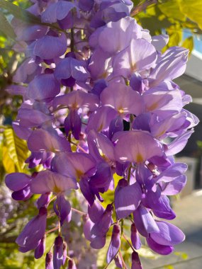 Bahar yapraklarının arka planına yakın çekim yapan salkım çiçekleri. Çin salkımı, sabah güneşinde mor-pembe çiçekler. Bahçede Wisteria Sinensis 'in leylak çiçekleri. İstilacı bir sarmaşık..