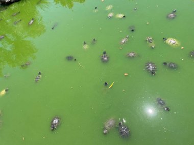 Nehirde yüzen birçok kaplumbağa var. Yunanistan 'ın Atina kentindeki bir parkta bir sürü kaplumbağa olan kaplumbağa göleti. Kaplumbağalı yeşil dal.