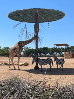 Zürafa ve zebralar sıcak bir günde gölgede yemek yerler. Hayvanlar Attica Hayvanat Bahçesi 'nde kendi çevrelerinde duruyorlar. Atina, Yunanistan