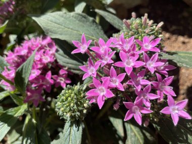 Yunanistan 'ın Atina kentindeki bir bahçede grafiti pembe yıldızı Pentas lanceolata çiçek açtı