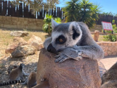  Bir dişi halka kuyruklu lemur Yunan hayvanat bahçesinde dinleniyor. Vahşi hayvanlar vahşi doğada