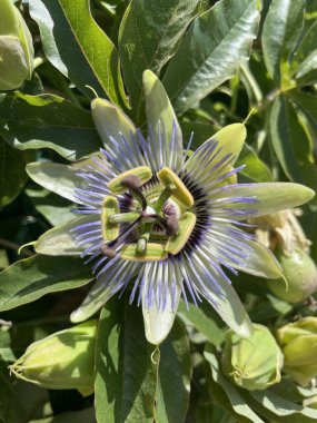 Passiflora çiçeği, Mavi Tutku çiçeği çiçeği, yeşil yaprakların doğal arka planına yakın plan. Vahşi Passiflora caerulea sarmaşığı, güzel yaz çiçekleri, tropik tırmanma bitkisi. Passifloraceae