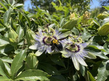 Passiflora çiçeği, Mavi Tutku çiçeği çiçeği, yeşil yaprakların doğal arka planına yakın plan. Vahşi Passiflora caerulea sarmaşığı, güzel yaz çiçekleri, tropik tırmanma bitkisi. Passifloraceae
