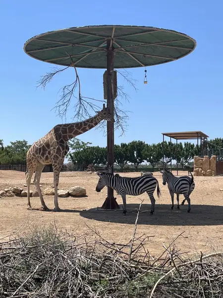Zürafa ve zebralar sıcak bir günde gölgede yemek yerler. Hayvanlar Attica Hayvanat Bahçesi 'nde kendi çevrelerinde duruyorlar. Atina, Yunanistan