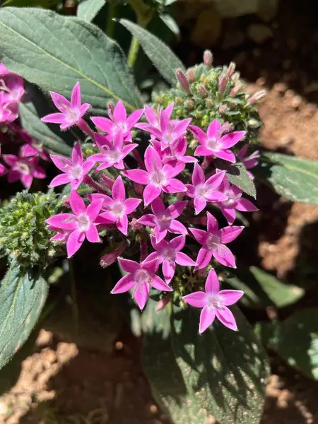 Yunanistan 'ın Atina kentindeki bir bahçede grafiti pembe yıldızı Pentas lanceolata çiçek açtı
