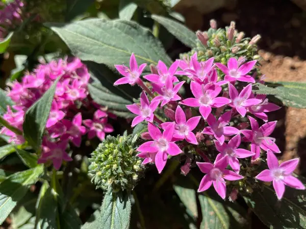 Yunanistan 'ın Atina kentindeki bir bahçede grafiti pembe yıldızı Pentas lanceolata çiçek açtı