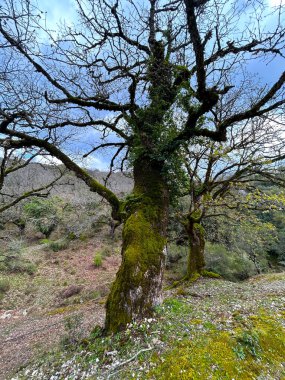 Yosun ve yosunla kaplanmış eski bir ağaç gövdesi. Yunan ormanındaki bir ağacın üzerindeki bir grup renkli yeşil yosun. Güzel doğa.