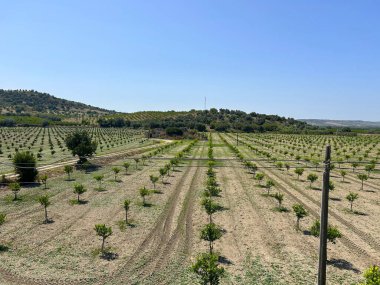Bereketli zeytinlikler ve tarlalar. Olgun zeytin ağaçları olan Akdeniz zeytinliği, açık mavi gökyüzünün altındaki tarlalar. Uzaktan bakıldığında, İtalya 'nın kırsal kesiminin cazibesi artmaktadır..
