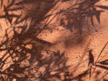 Yumuşak öğleden sonra ışığı, zeytin dallarının narin gölgelerini dokulu bir terasotta duvarına bırakır. Işık ve doğa oyunu zarif güzelliklerle dolu sıcak ve huzurlu bir Akdeniz atmosferi yaratır..