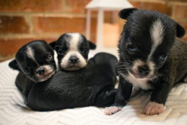 Yavru köpek ve erkek kardeşlerin yakın çekimi onun yatağında
