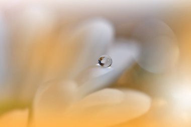 Güzel Macro Fotoğrafı. Rüya Çiçekleri. Sanat Tasarımı. Sihirli Işık. Fotoğraf: Kavramsal Soyut Resim. Sarı ve Turuncu Arkaplan. Fantezi Sanat. Yaratıcı Duvar Kağıdı..