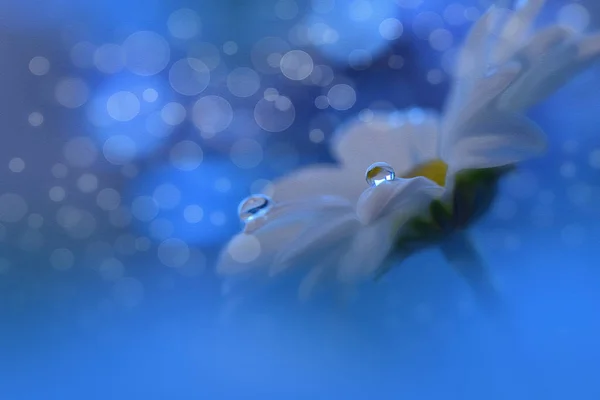 Schöne Strukturierte Makro Photo Bunte Flowers Art Design Magic Light — Stockfoto