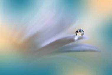 Beautiful Macro Photo.Dream White Flowers.Border Art Design.Magic Light.Close up Photography.Conceptual Abstract Image.Green Background.Fantasy Floral Art.Creative Wallpaper.Beautiful Nature Background.Amazing Spring Flower.Water Drop.Copy Space.
