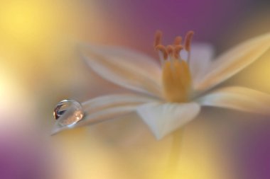 Beautiful Macro Photo.Dream Flowers.Art Design.Magic Light.Close up Photography.Conceptual Abstract Image.Yellow Background.Fantasy Floral Art.Creative Wallpaper.Beautiful Nature Background.Amazing Spring Flower.Water Drop.Copy Space.Violet Color.