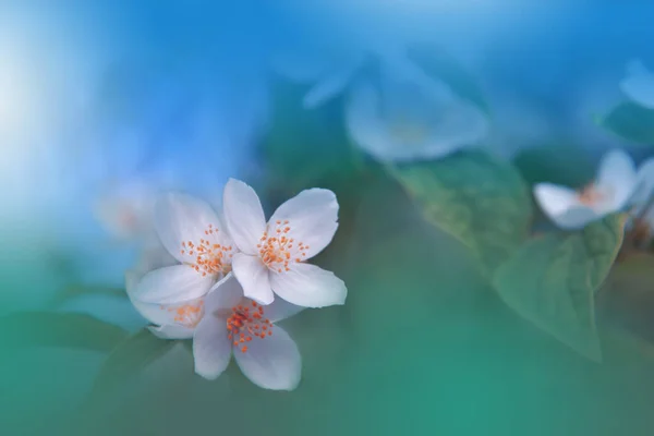 Beautiful Macro Photo.Jasmine Flowers.Border Art Design. Close up Photography.Conceptual Abstract Image.Blue Background.Fantasy Floral Art.Creative Wallpaper.Beautiful Nature Background.Spring White Flower.Copy Space.Wedding Invitation.Aroma,perfume.