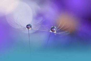 Güzel Doğa Arkaplanı. Çiçek Tasarımı. Soyut Makro Fotoğraf. Pastel Çiçeği. Karahindiba Çiçeği. Violet Arkaplan. Yaratıcı Sanatsal Duvar Kağıdı. Düğün Davetiyesi..