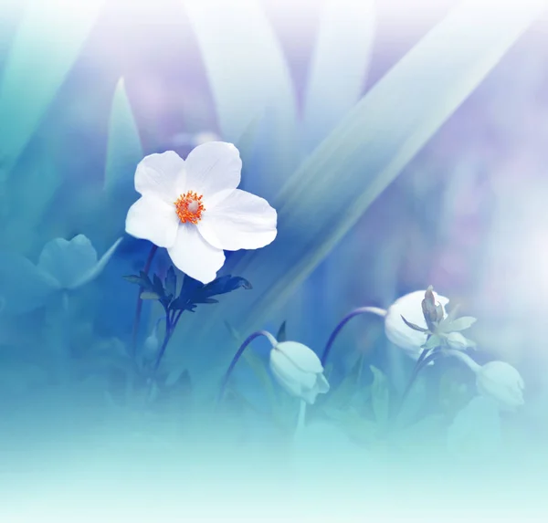 Vacker Natur Bakgrund Makro Skott Fantastiska Våren Magiska Anemone Flowers — Stockfoto